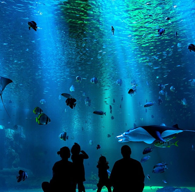 Mote Marine Laboratory and Aquarium